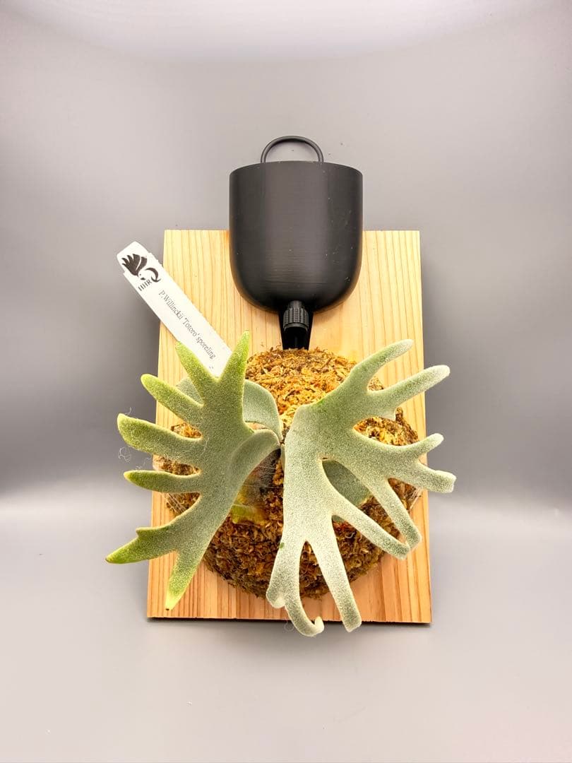 大サイズ　ビカクシダP.willinckii Totoro spore YMDS