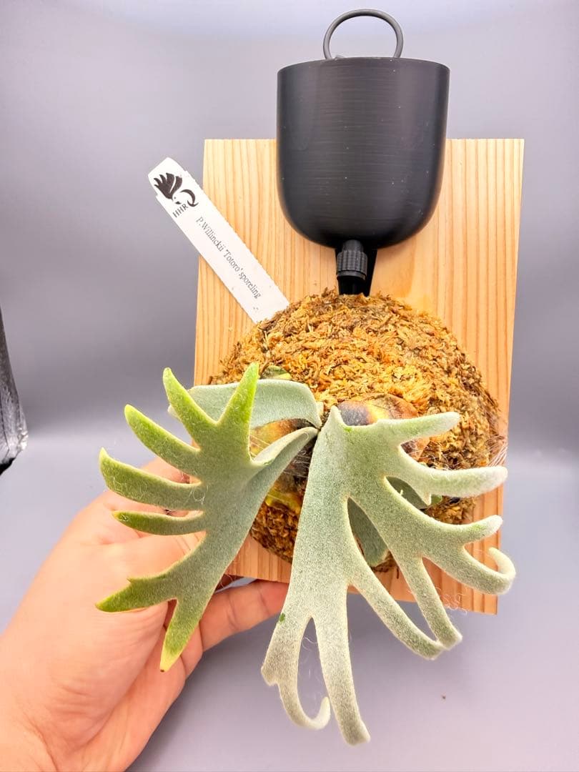 大サイズ　ビカクシダP.willinckii Totoro spore YMDS