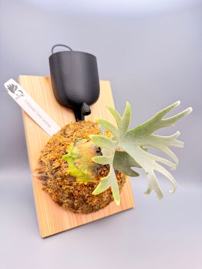 大サイズ　ビカクシダP.willinckii Totoro spore YMDS