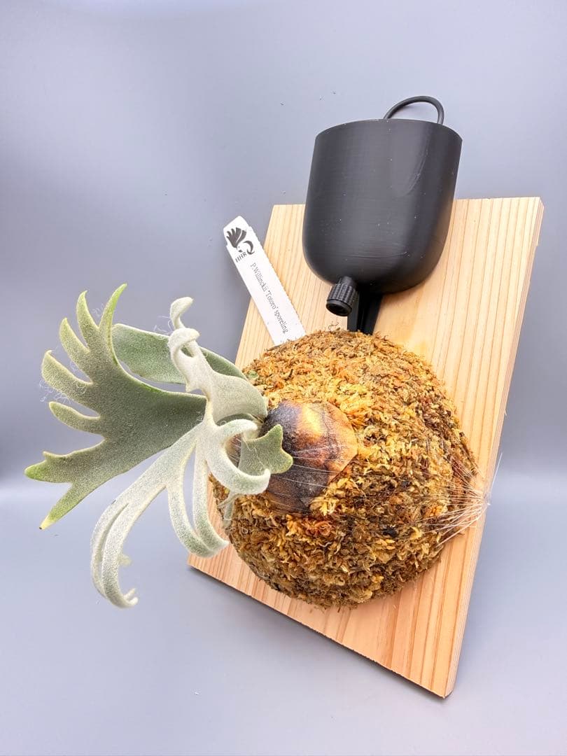 大サイズ　ビカクシダP.willinckii Totoro spore YMDS