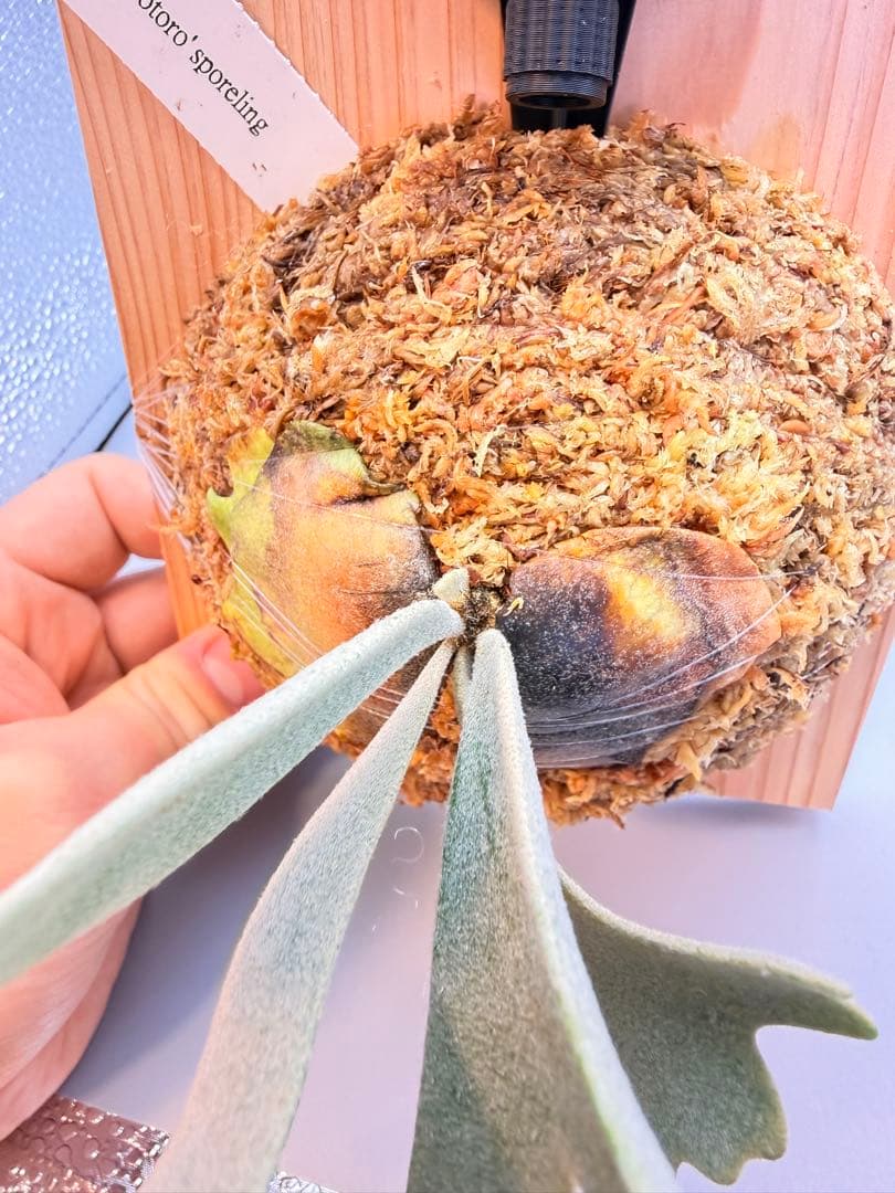 大サイズ　ビカクシダP.willinckii Totoro spore YMDS