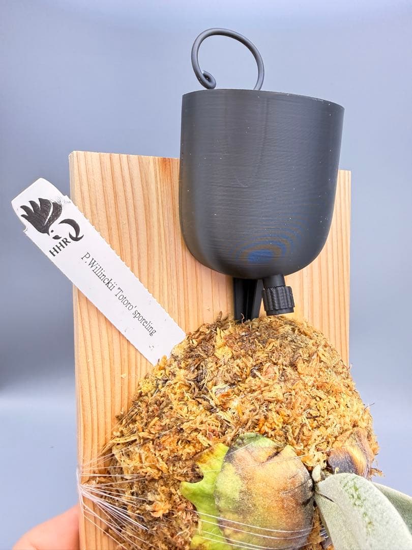 大サイズ　ビカクシダP.willinckii Totoro spore YMDS