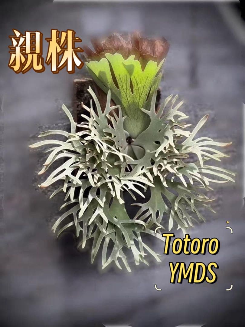 大サイズ　ビカクシダP.willinckii Totoro spore YMDS