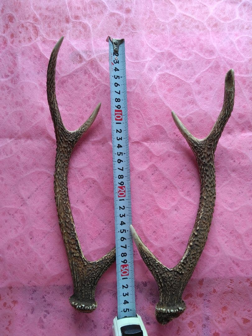 と*か様 鹿の角　6本