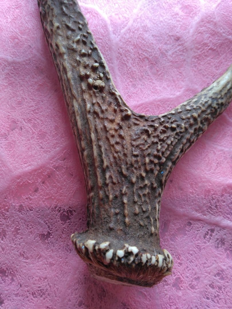 と*か様 鹿の角　6本