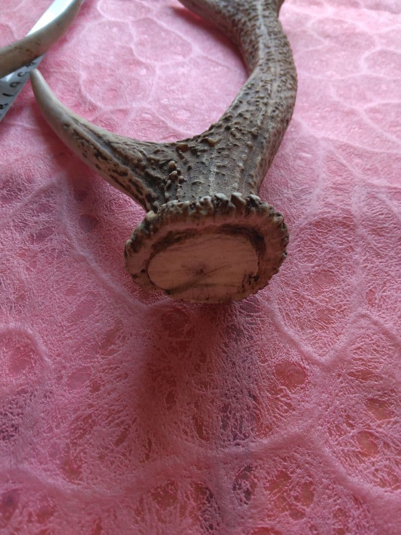 と*か様 鹿の角　6本