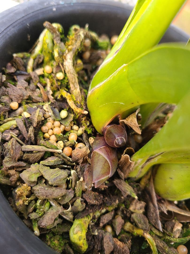 フォアゴットンフルーツ。花芽2個。5鉢セット。蜜蜂誘引蘭。日本蜜蜂。