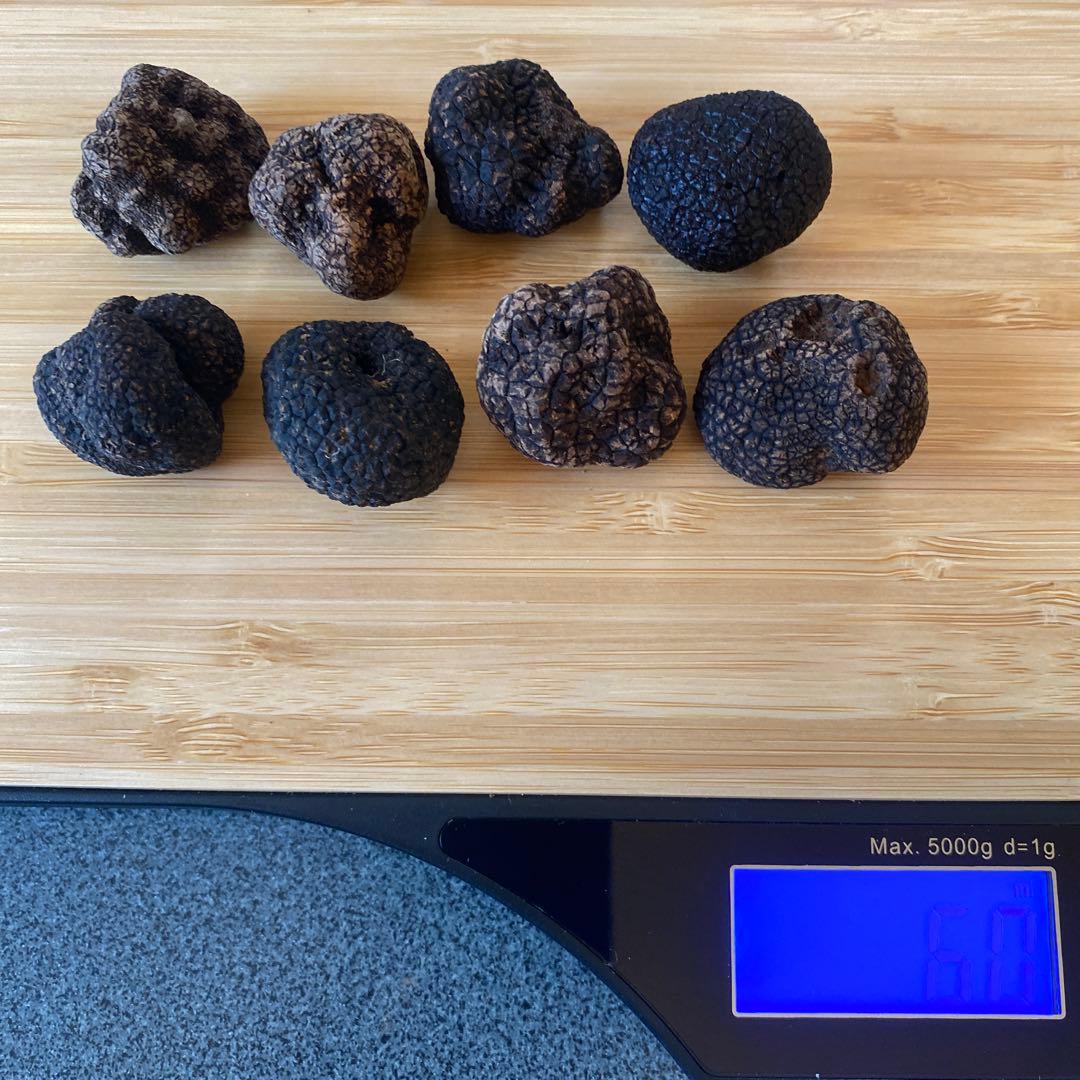 国産　山梨県産　天然黒トリュフ　大　約60g