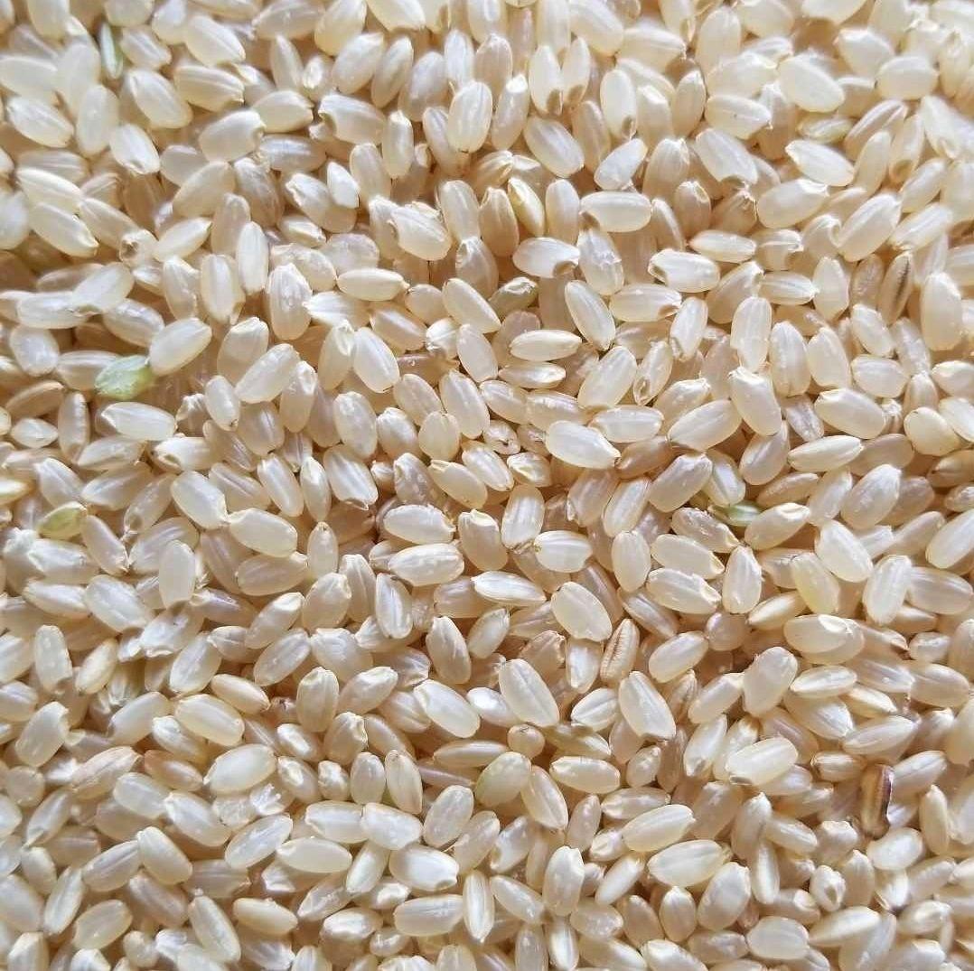 令和7年 熊本県産 くまさんの輝き20Kg 玄米可