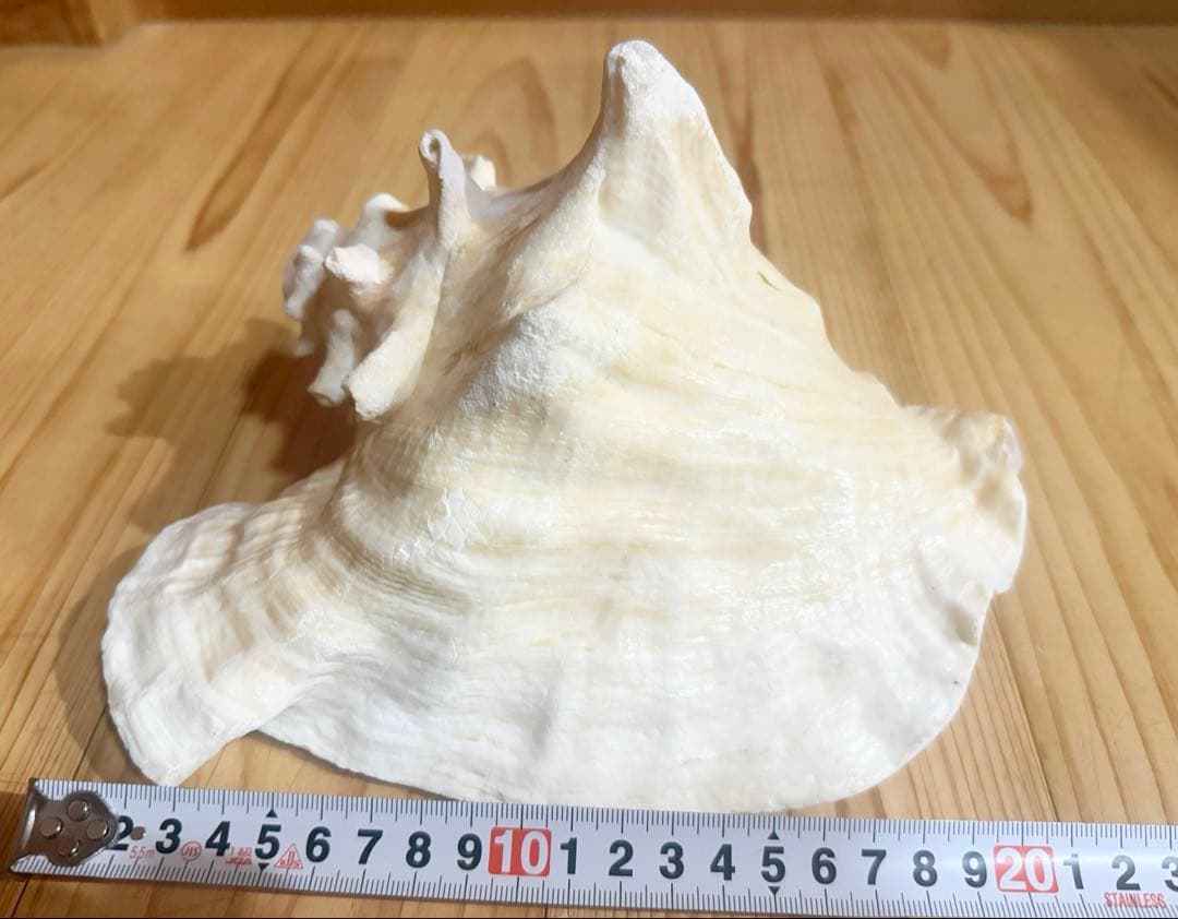 ひろしさま専用古代桃色肉厚法螺貝（ピンク貝）法螺貝　ほら貝　コンク貝笛赤紐付き