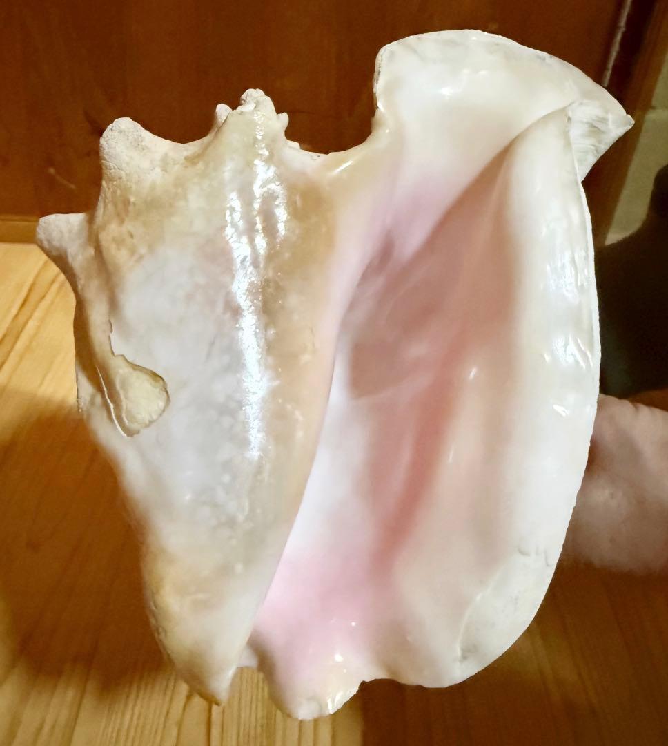 ひろしさま専用古代桃色肉厚法螺貝（ピンク貝）法螺貝　ほら貝　コンク貝笛赤紐付き