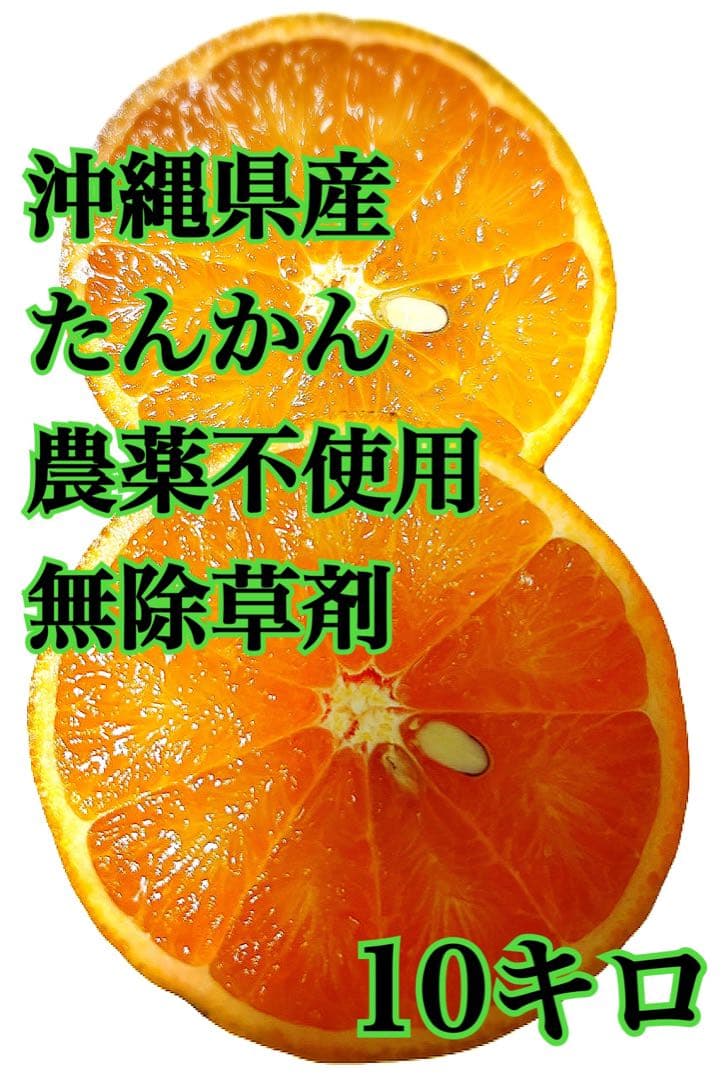沖縄県産 タンカン 10キロ　絶品　無農薬　農家直送　みかん