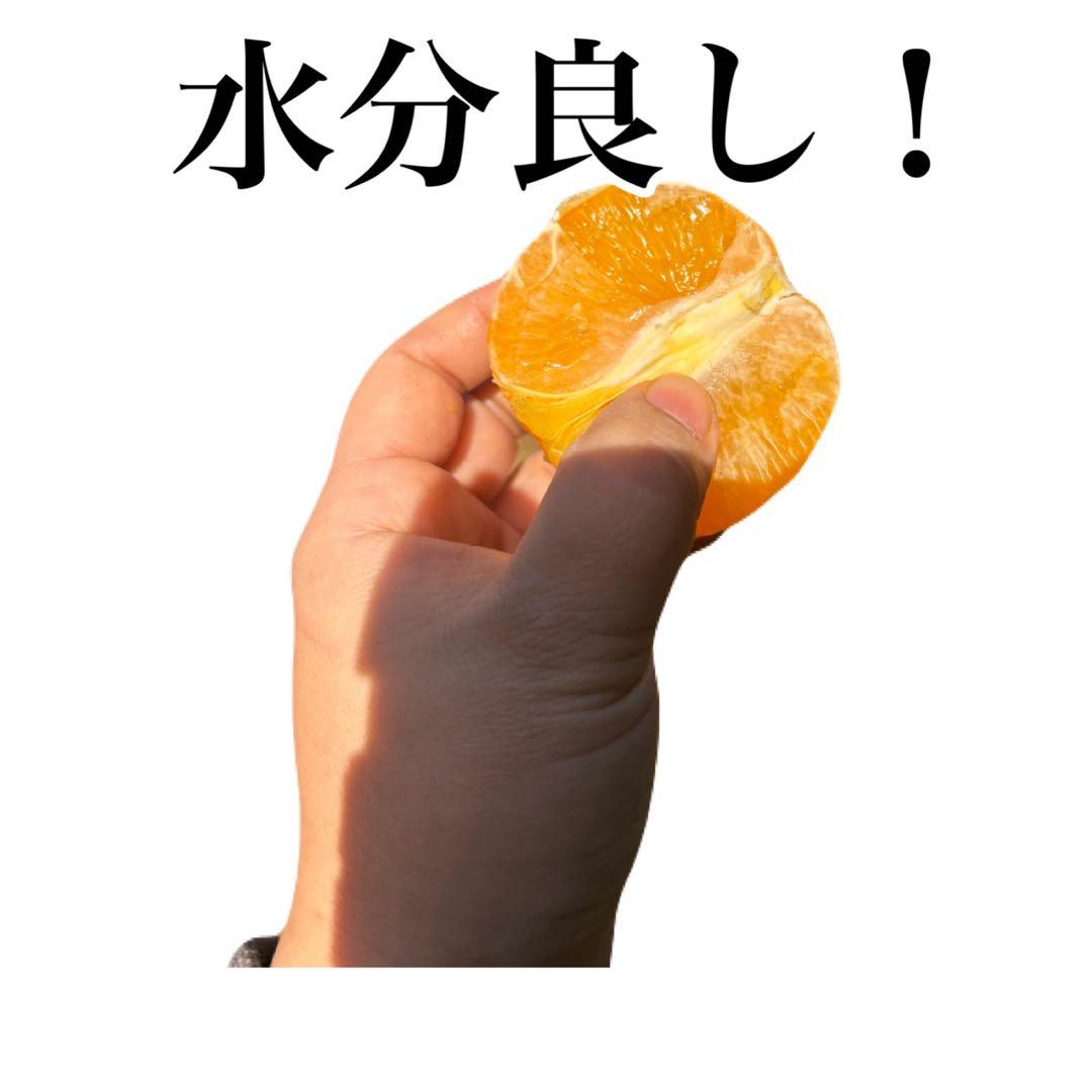 沖縄県産 タンカン 10キロ　絶品　無農薬　農家直送　みかん