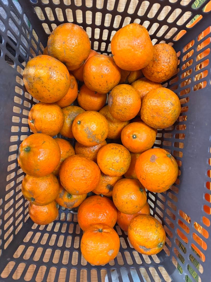 沖縄県産 タンカン 10キロ　絶品　無農薬　農家直送　みかん