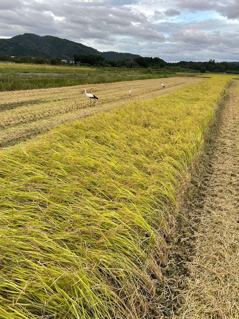 ② ゆうだい21 （白米3kg）・コシヒカリ（白米5kg）セット