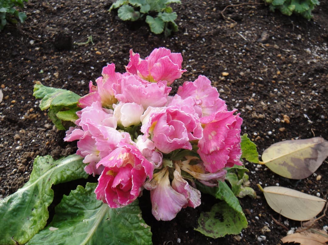 実写美⭕️【動作確認済み】Sony Cyber-shot DSC-TX1 ブルー