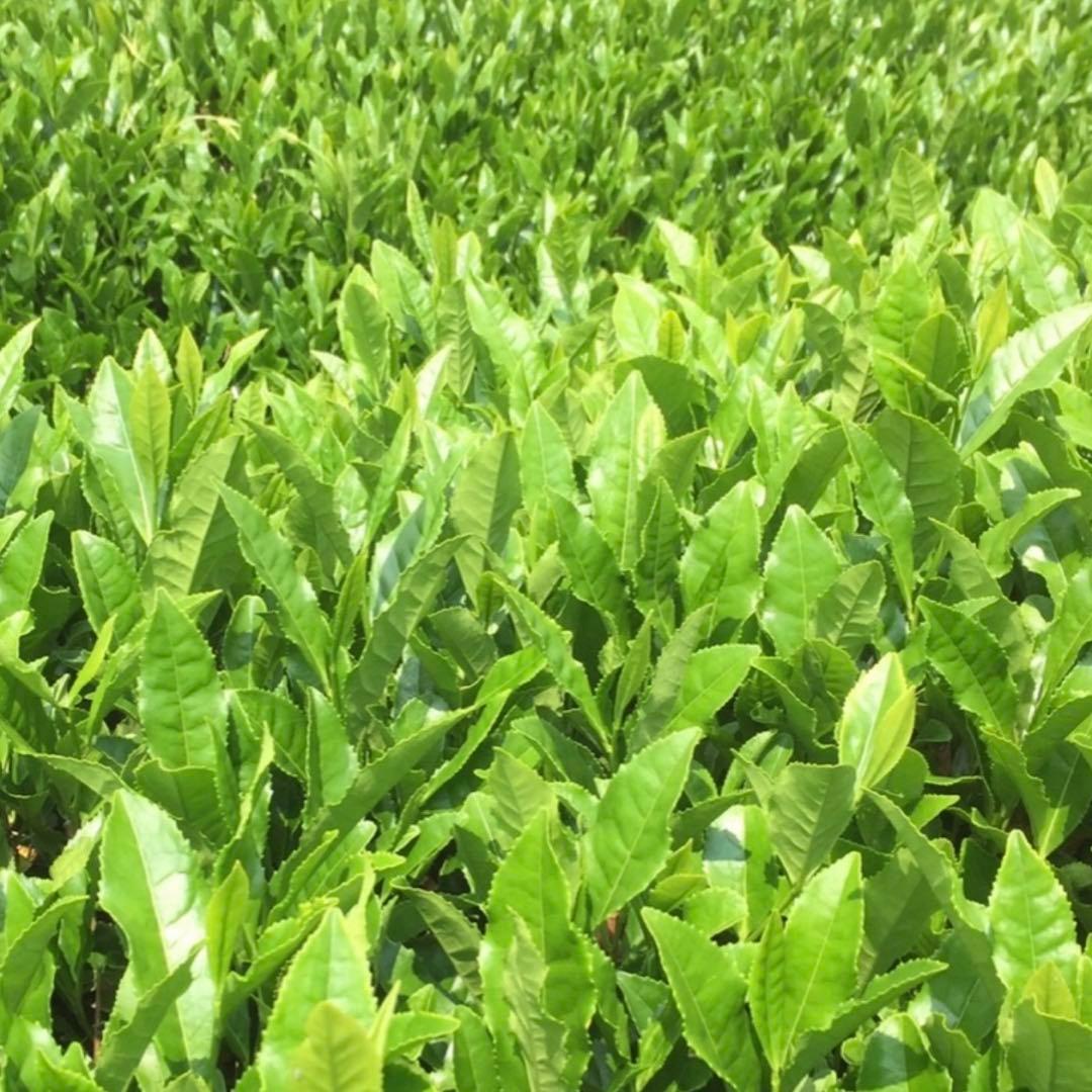 八女茶，緑茶(特上煎茶)1000円10袋 aiminaです