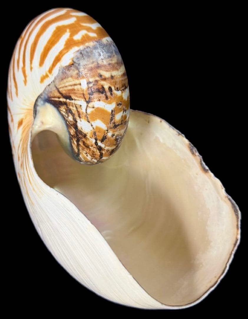 貝殻 超特大 パラオオウムガイ 232mm 貝 標本 オウムガイ オウム貝