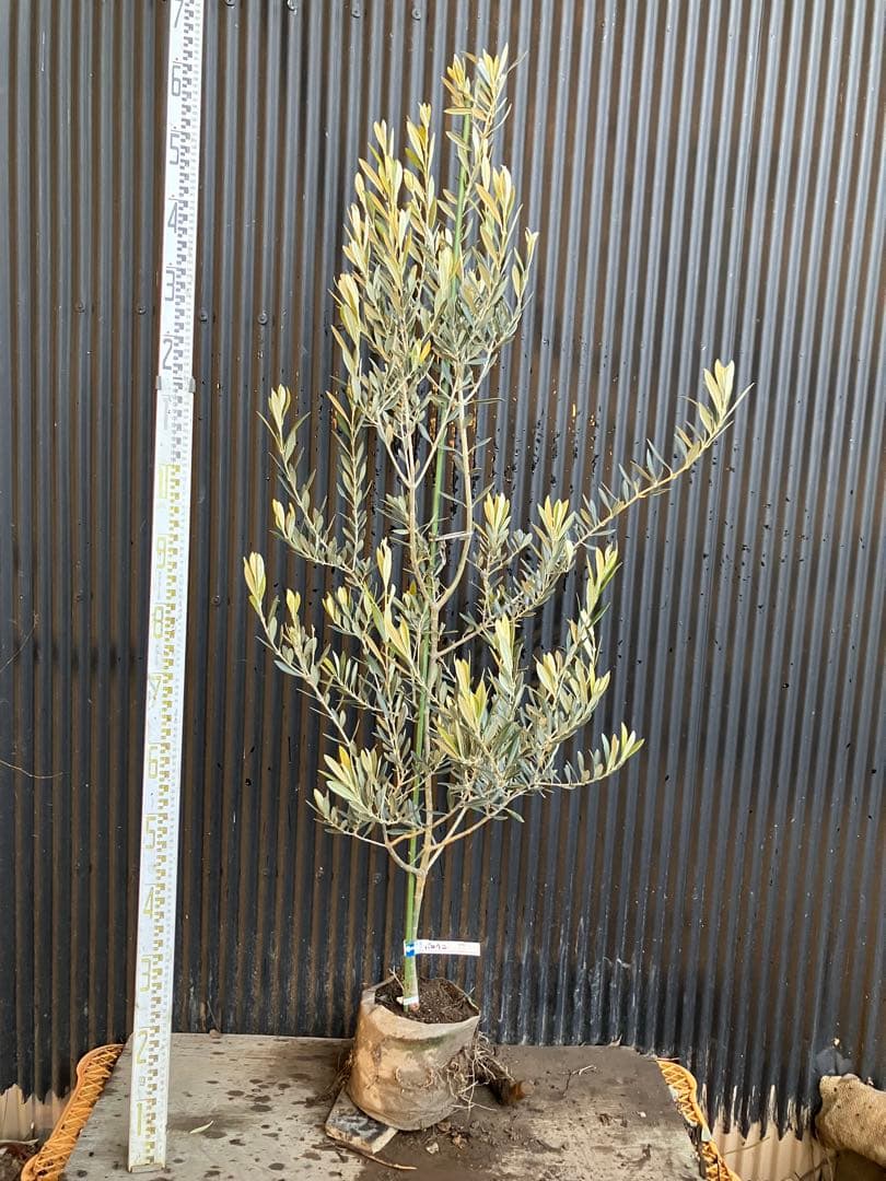 オリーブの木　バロウニ