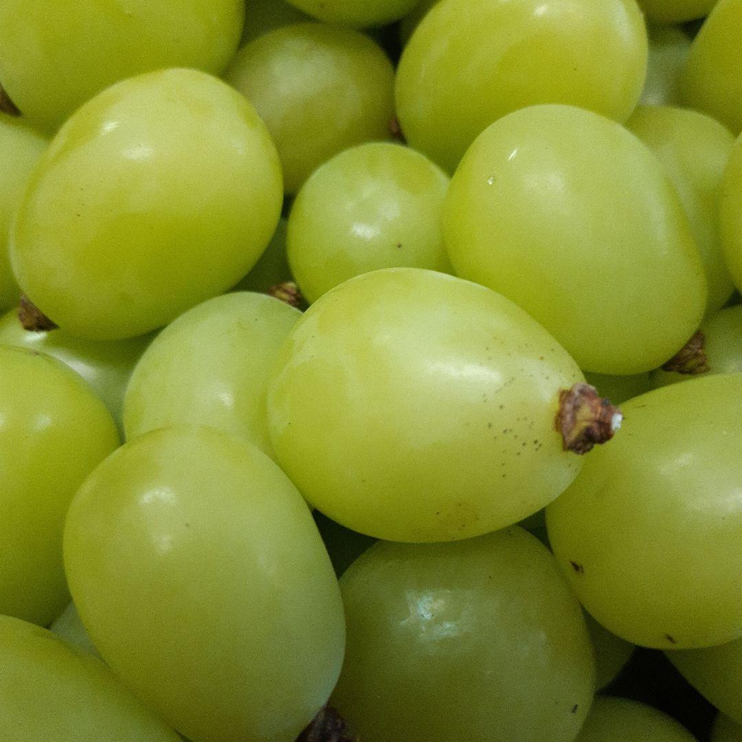 完熟多めシャインマスカット徳用5.5キロ入りの粒バック入りになります。