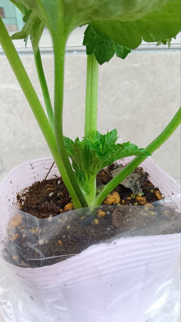 Sakku　ラナンキュラス　2苗セット