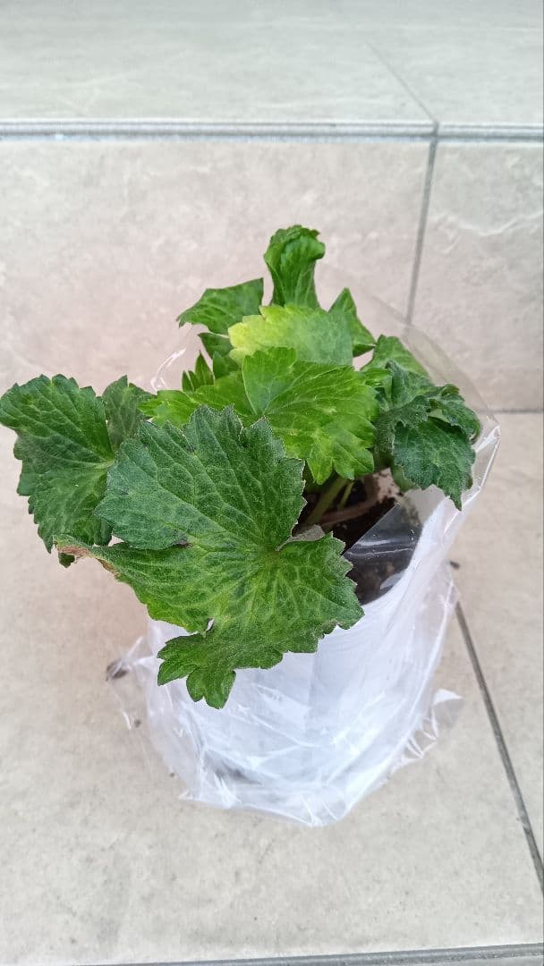 Sakku　ラナンキュラス　2苗セット