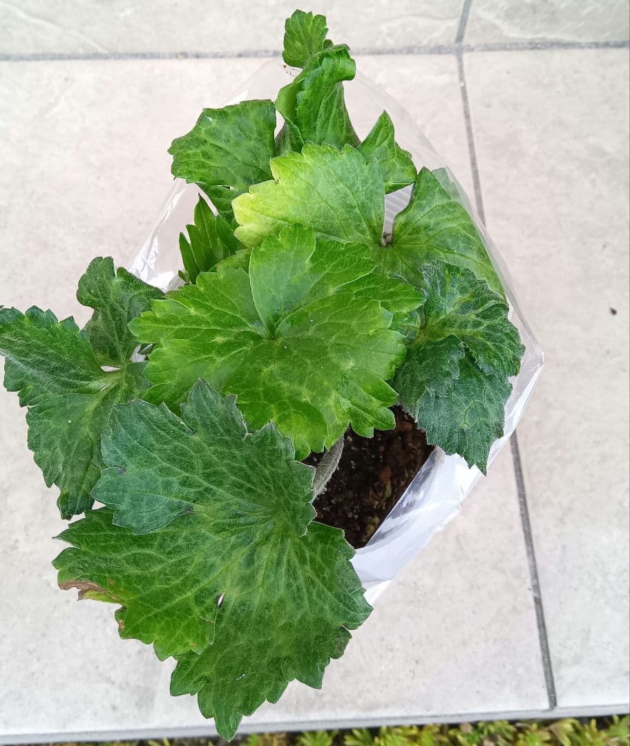 Sakku　ラナンキュラス　2苗セット