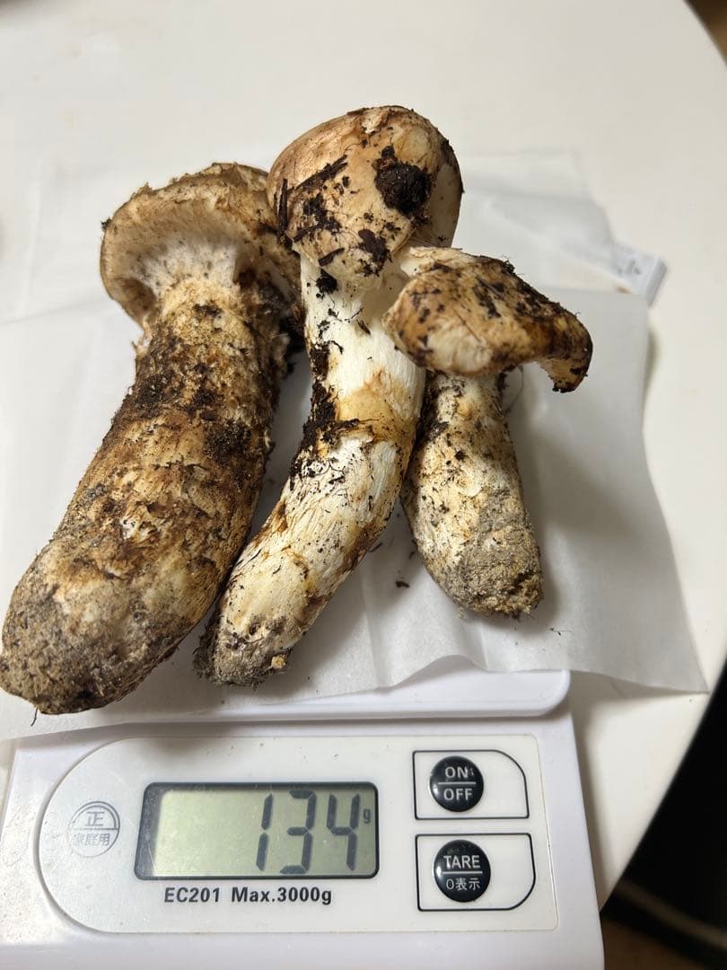 国産松茸極上134g