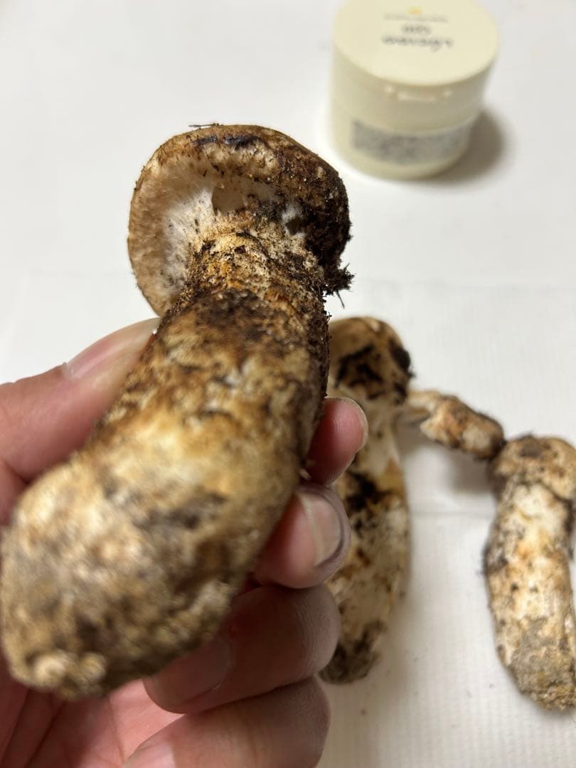 国産松茸極上134g