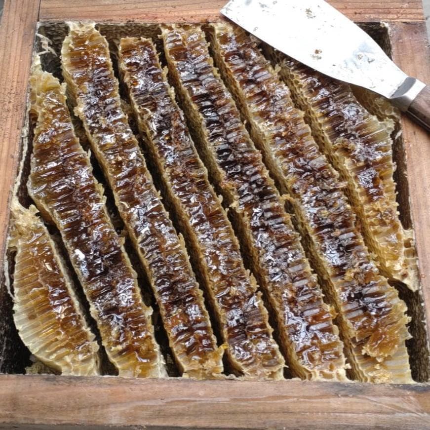 天然 凝固 日本みつばち はちみつ 500g×2本 非加熱 百花蜜 生ハチミツ