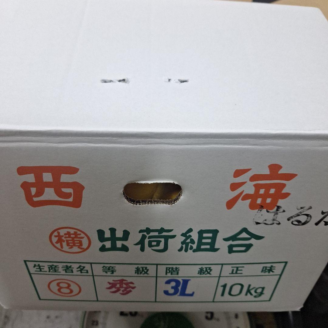 はるかみかん 3L 10キロ×2箱　 長崎県産