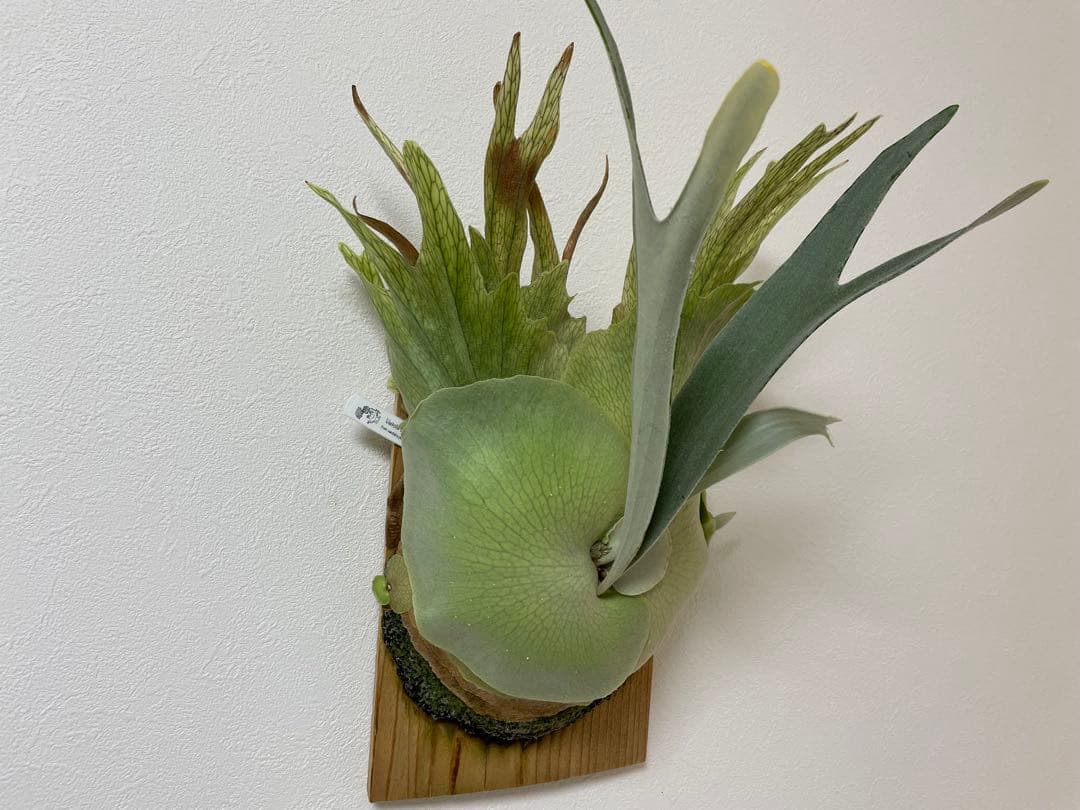 親株 オリジナル veitchii wild ベイチー ワイルド ビカクシダoc