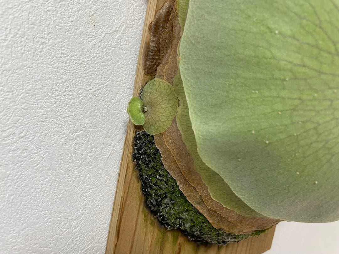 親株 オリジナル veitchii wild ベイチー ワイルド ビカクシダoc