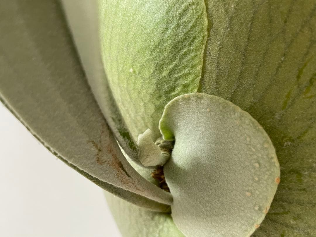 親株 オリジナル veitchii wild ベイチー ワイルド ビカクシダoc