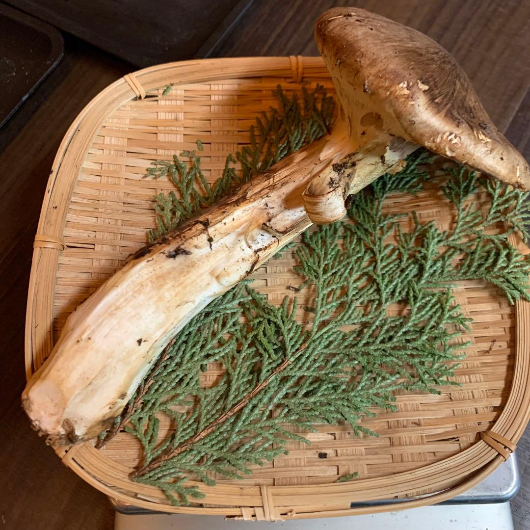 ②③④【岩手県産天然松茸】収穫最終　国産本場　訳あり開き　採れたて　産地直送