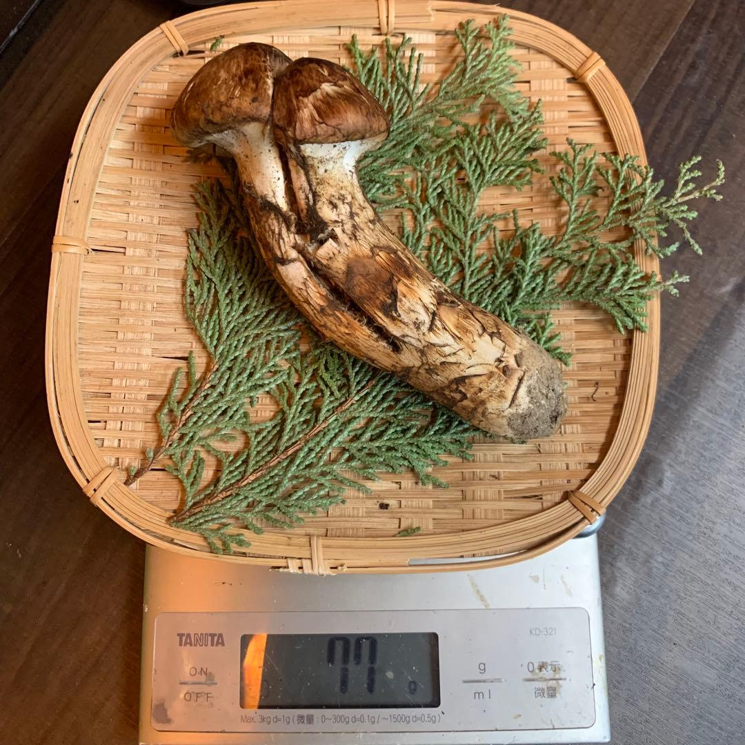 ②③④【岩手県産天然松茸】収穫最終　国産本場　訳あり開き　採れたて　産地直送