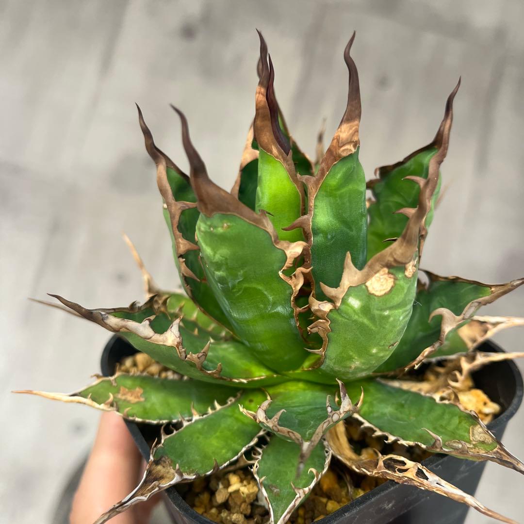 H*h様 アガベ ホリダ実生選抜抜き苗発送