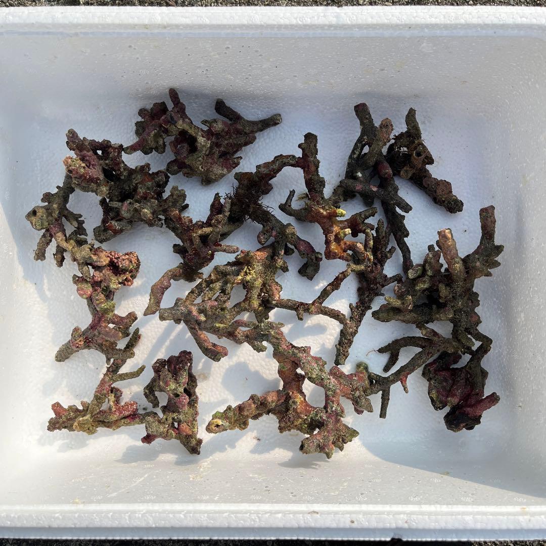 天然ライブロック　チキンカツレツ