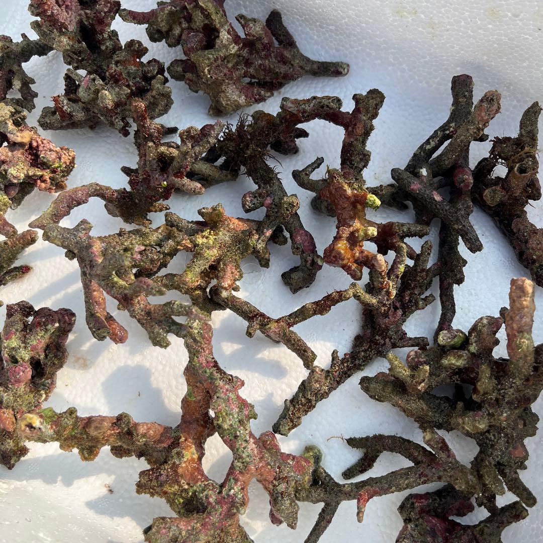 天然ライブロック　チキンカツレツ