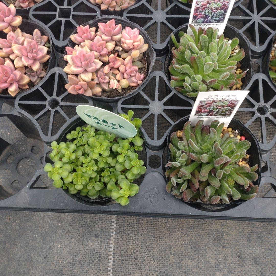 Chikoꕤ︎︎·͜·さん専用