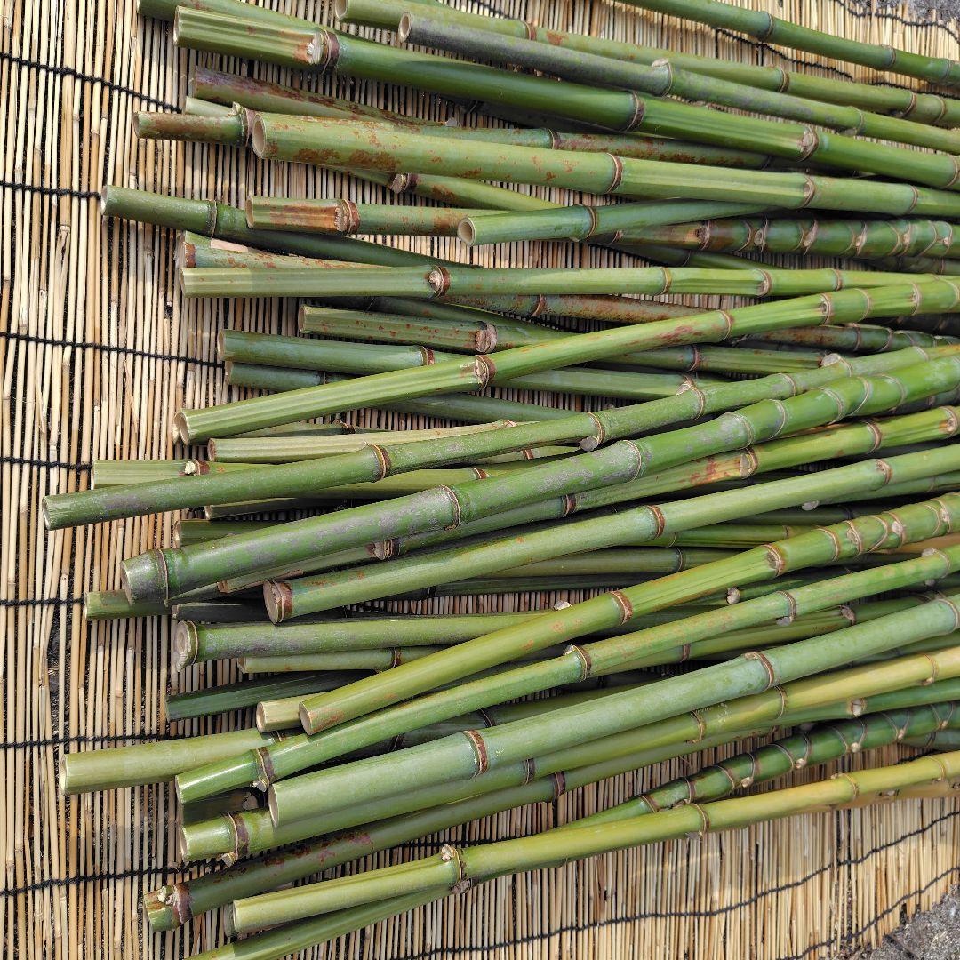 モリタツユウ様「専用画面」　香川県産→　布袋竹（50本）　全長　110cm