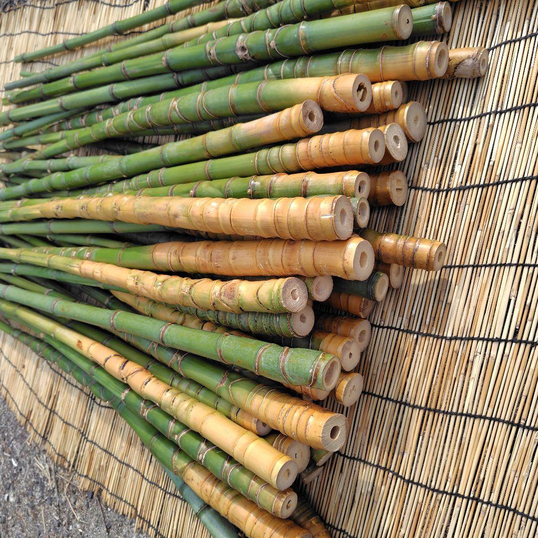 モリタツユウ様「専用画面」　香川県産→　布袋竹（50本）　全長　110cm