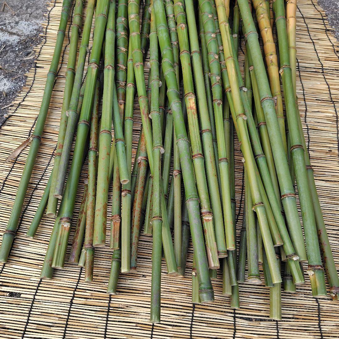 モリタツユウ様「専用画面」　香川県産→　布袋竹（50本）　全長　110cm