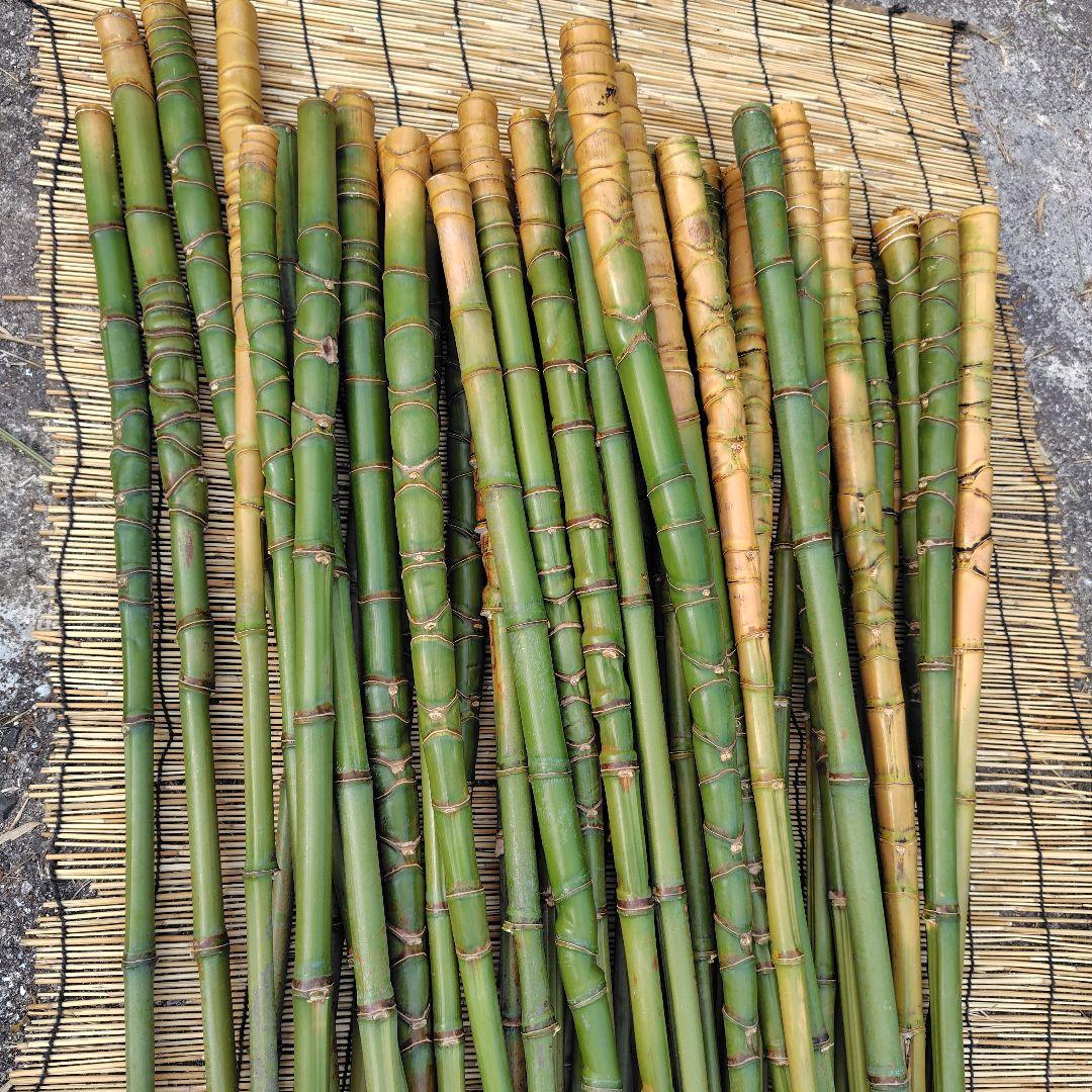 モリタツユウ様「専用画面」　香川県産→　布袋竹（50本）　全長　110cm