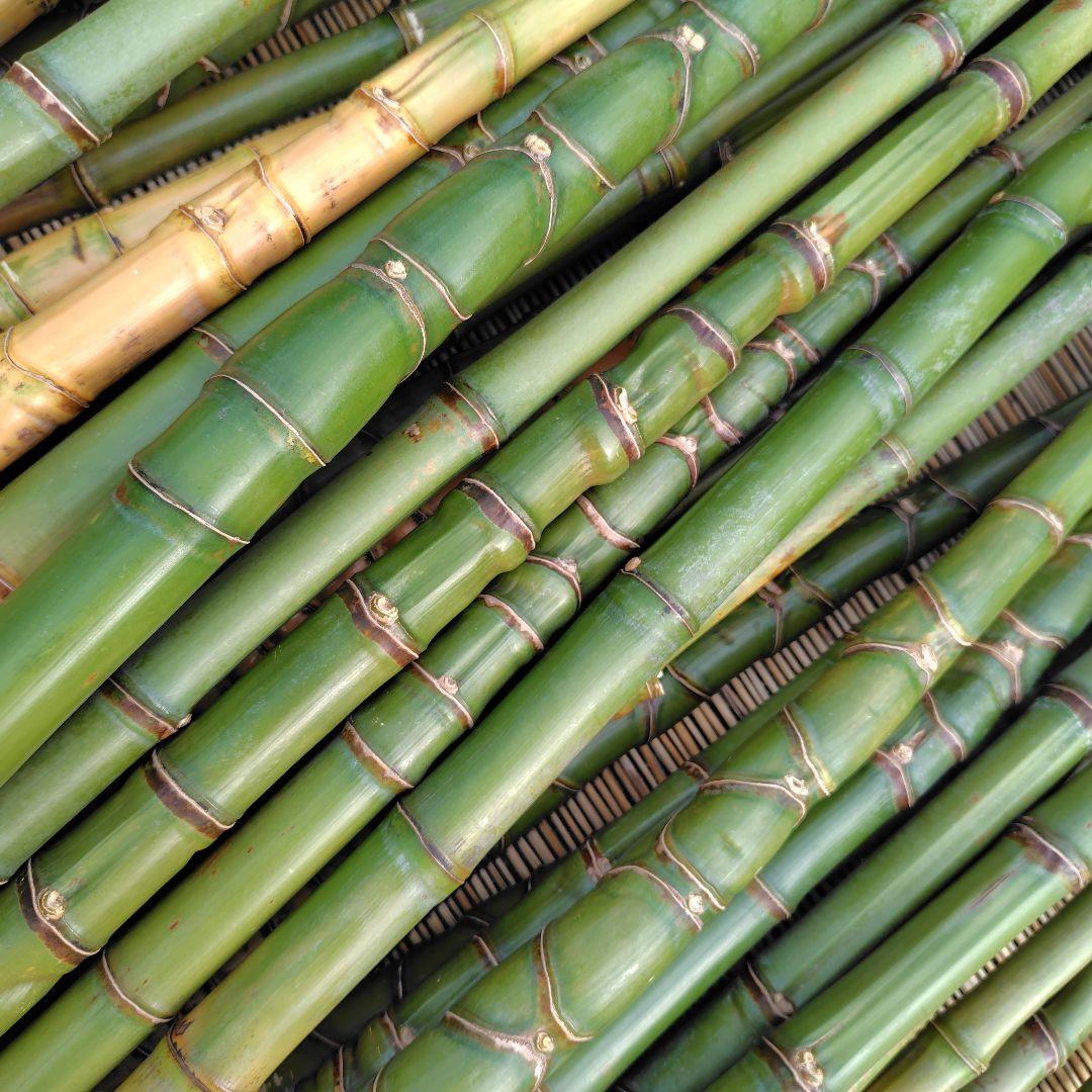 モリタツユウ様「専用画面」　香川県産→　布袋竹（50本）　全長　110cm