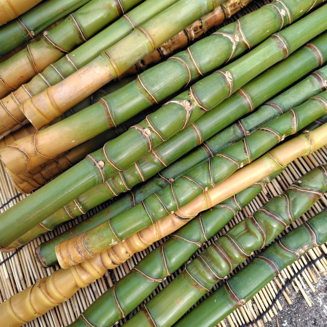モリタツユウ様「専用画面」　香川県産→　布袋竹（50本）　全長　110cm
