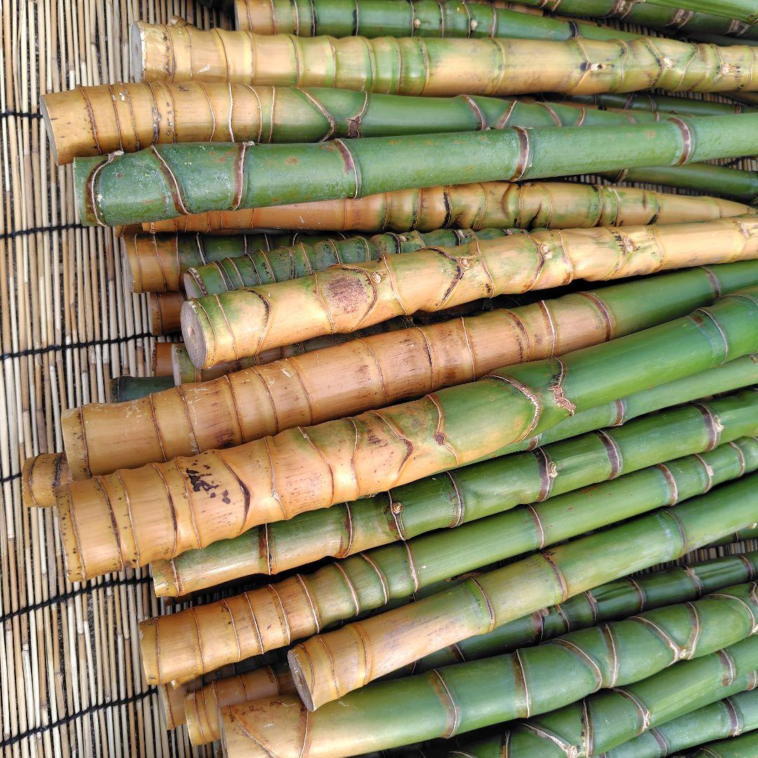 モリタツユウ様「専用画面」　香川県産→　布袋竹（50本）　全長　110cm