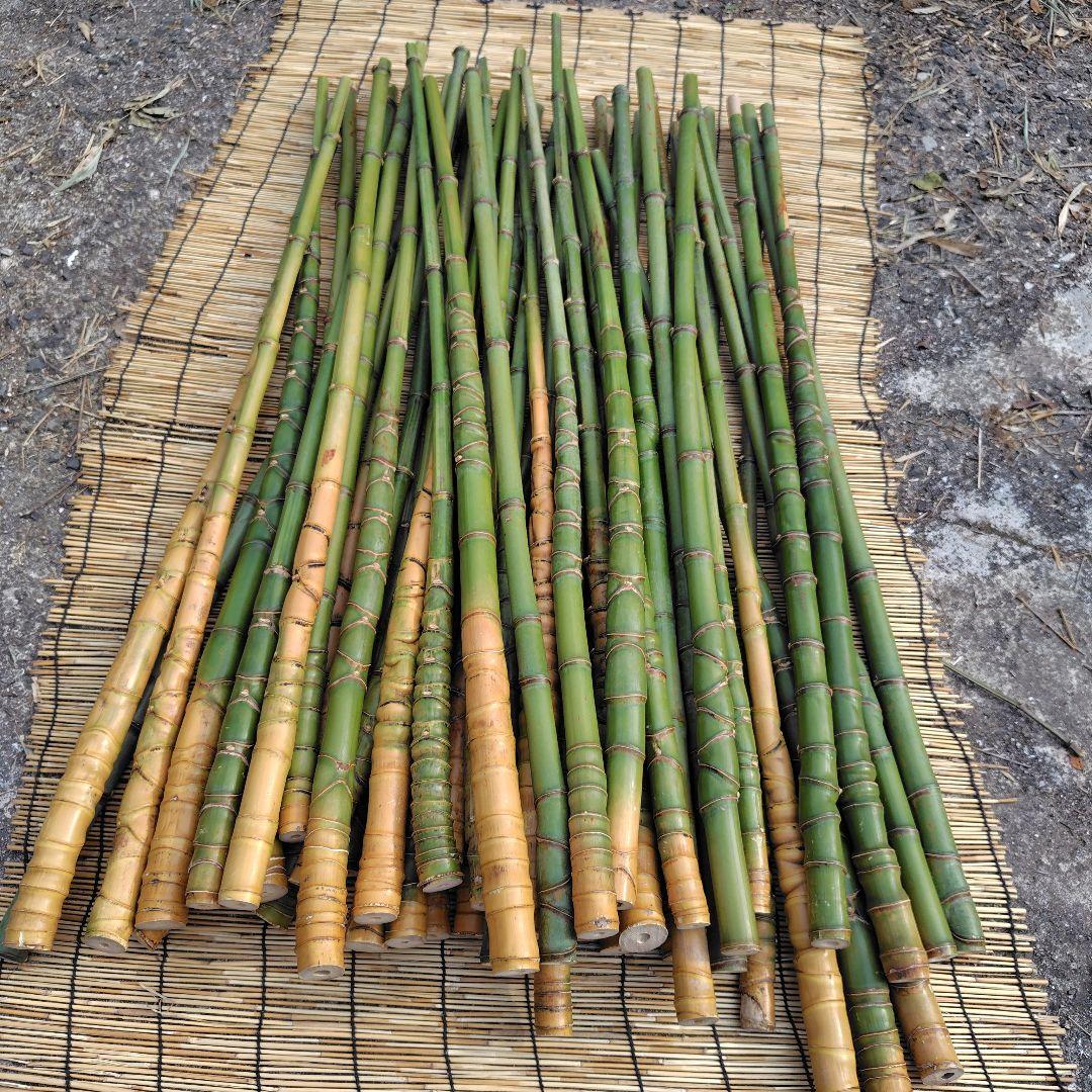 モリタツユウ様「専用画面」　香川県産→　布袋竹（50本）　全長　110cm