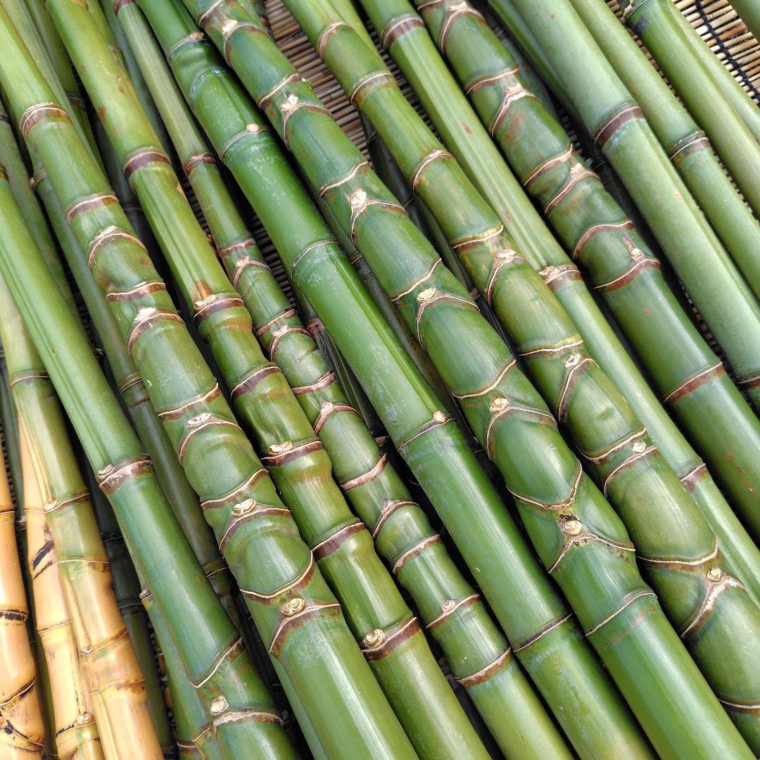 モリタツユウ様「専用画面」　香川県産→　布袋竹（50本）　全長　110cm