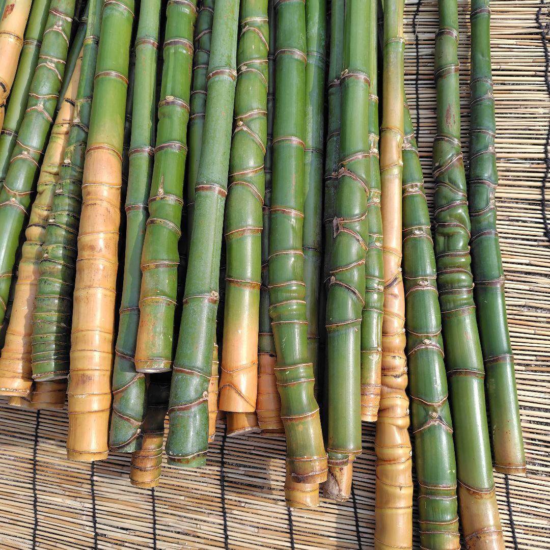 モリタツユウ様「専用画面」　香川県産→　布袋竹（50本）　全長　110cm